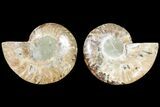 Agate Replaced Ammonite Fossil - Madagascar #145902-1
